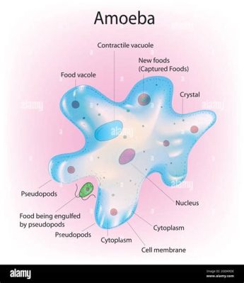  Komma – Dive into the Microscopic World of This Amoeboid Eater!