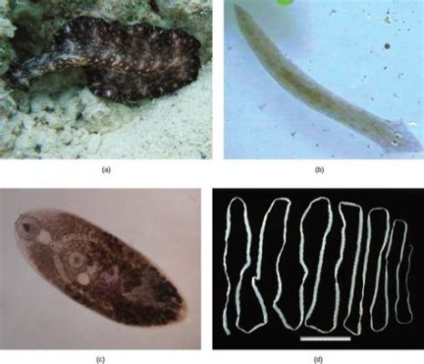  Metorchis！This Flatworm With A Voracious Appetite Resides In Freshwater Fish And Can Infect Mammals!