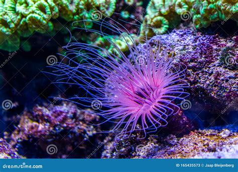  Tube Anemone，This Colorful Sea Dweller Blooms with Exquisite Beauty!