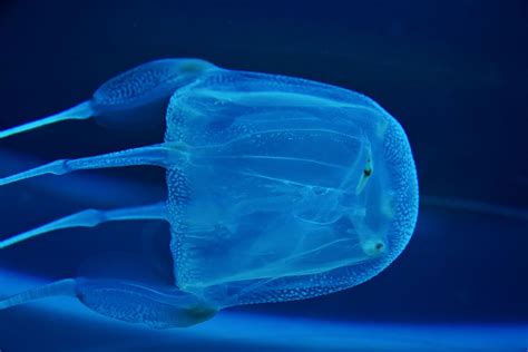  腔腸動物的奇蹟： Quandary Jellyfish，一種擁有迷人光澤和神秘生態的生物！