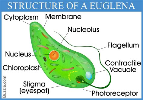  Euglena，一種擁有光合作用能力且能移動的迷人微生物！