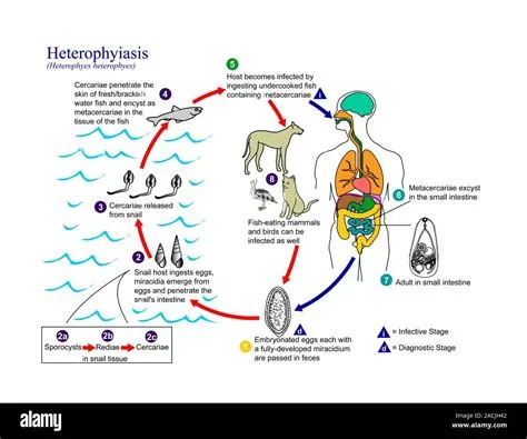  Heterophyes heterophyes: 寄生在魚類中且擁有複雜生命週期的吸蟲