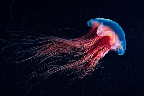  Jumping Jellyfish Worm： An Elegant Acrobat With Undulating Grace