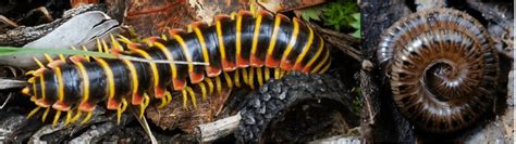  Umwelt Millipede：Are You Ready To Explore This Armored Wonder?